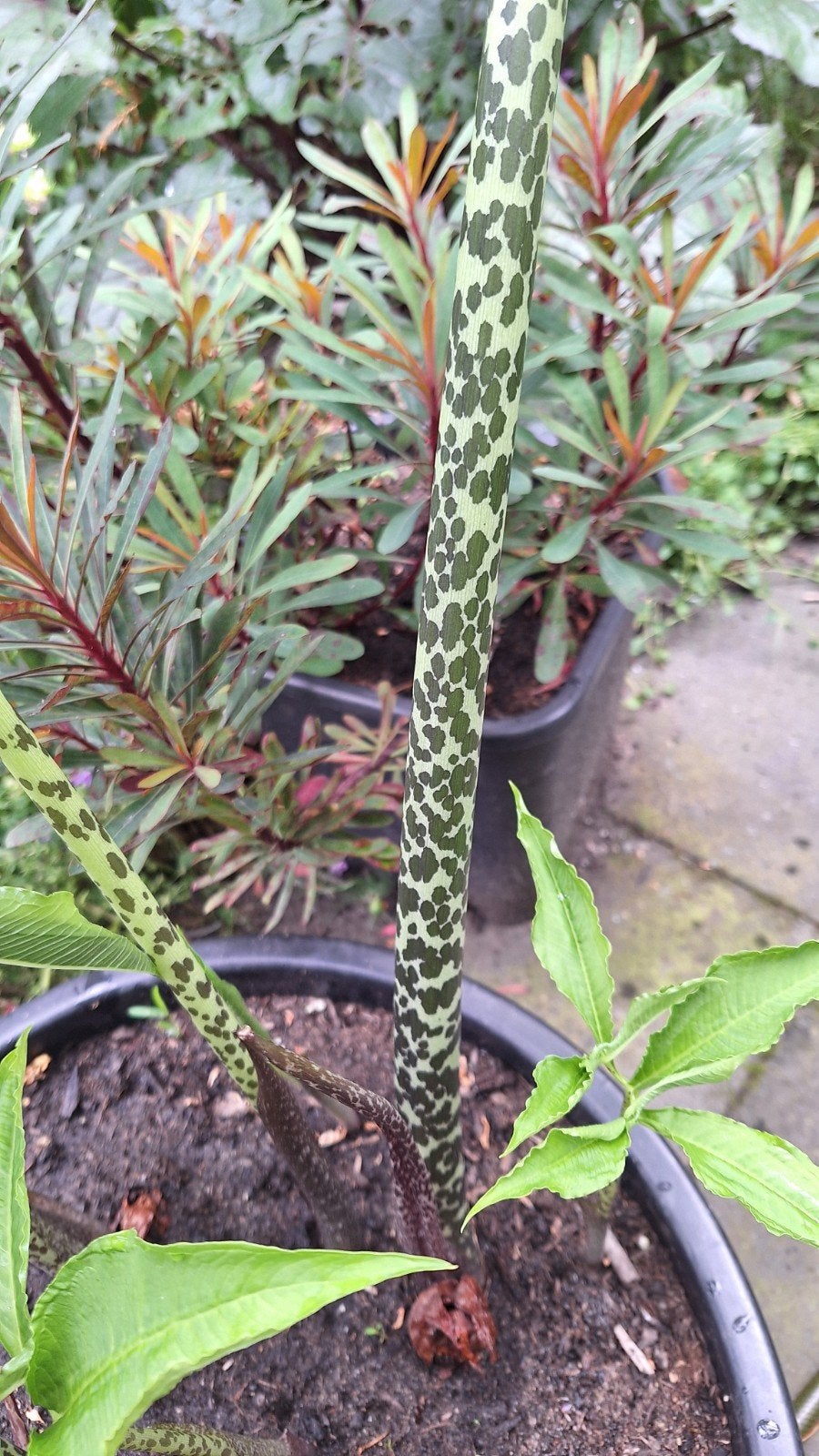 Sauromatum venosum/ Voodoolelie, Tuin en Terras, Planten | Tuinplanten, Ophalen, Lente, Overige soorten, Halfschaduw