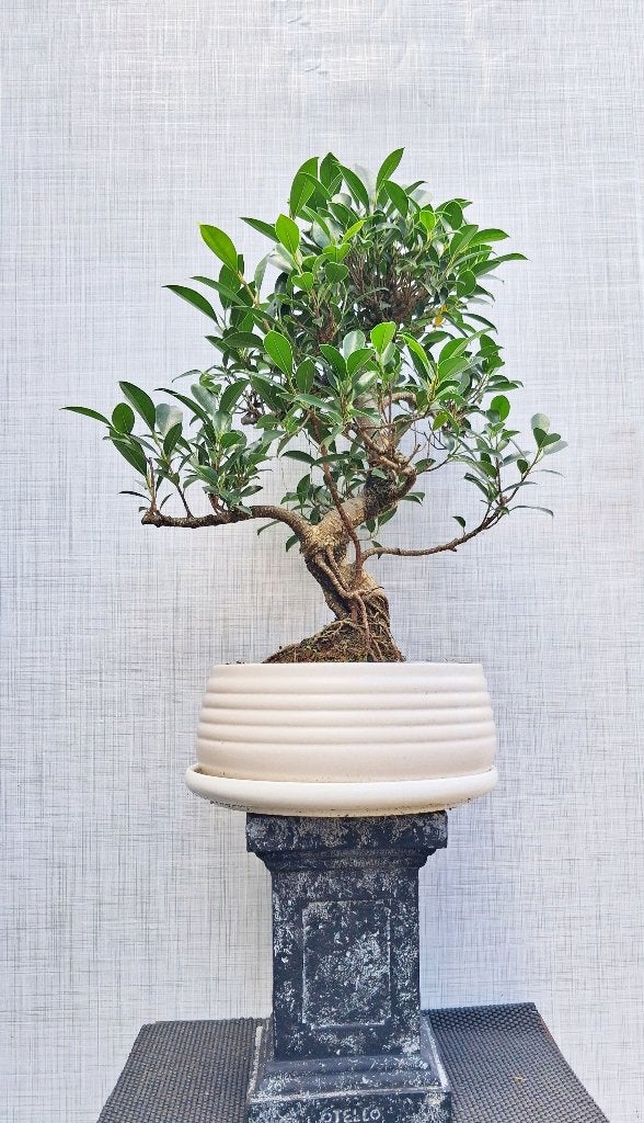 Grote Bonsai Ficus Jubara, In pot, Minder dan 100 cm, Bonsai, Groene kamerplant