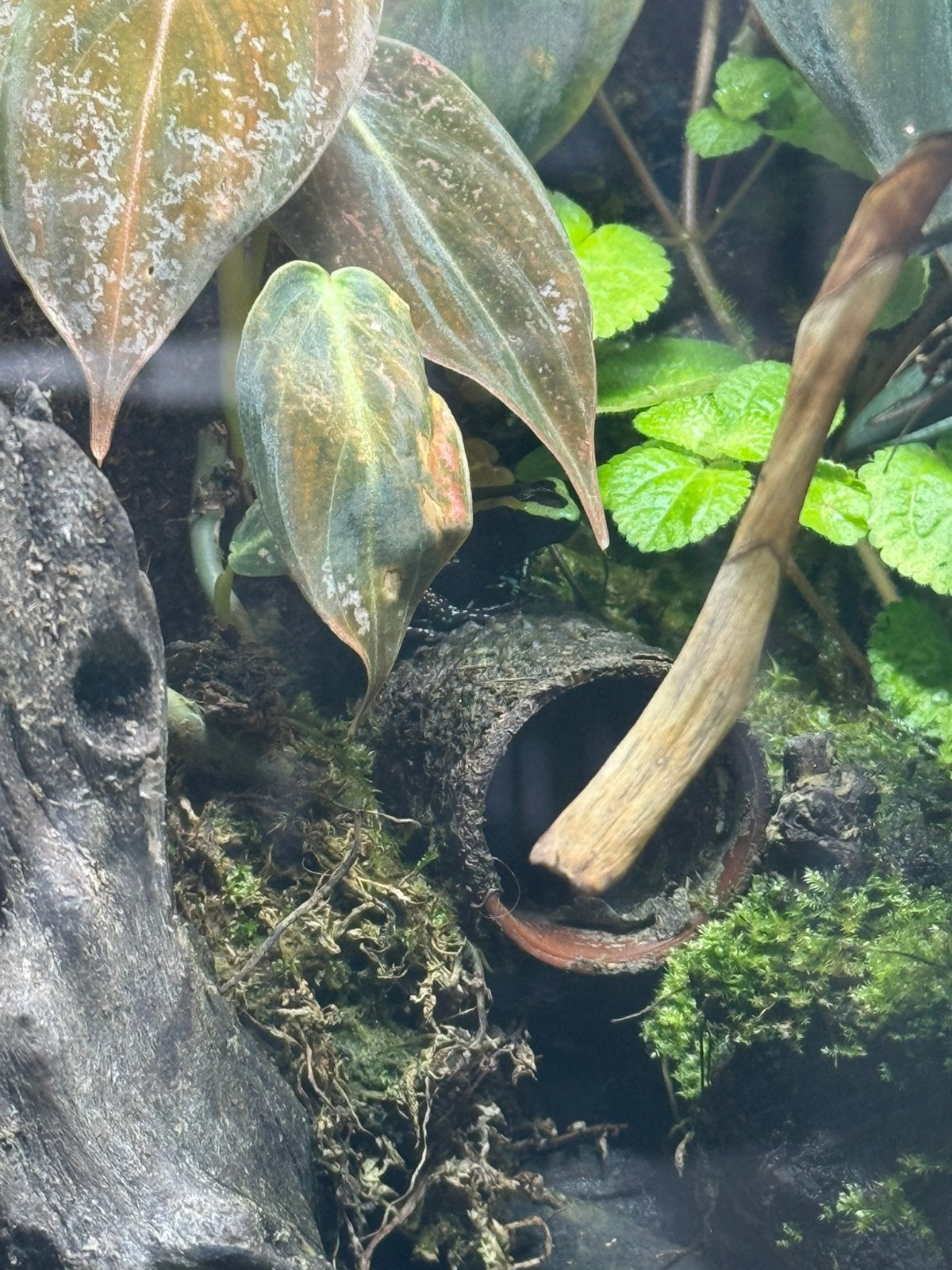 Phyllobates auroteania green 4 x Frog - unknown for sale from Knoxville