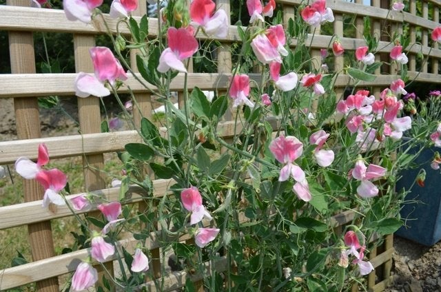 Zaden Lathyrus Painted Lady, Verzenden, Volle zon
