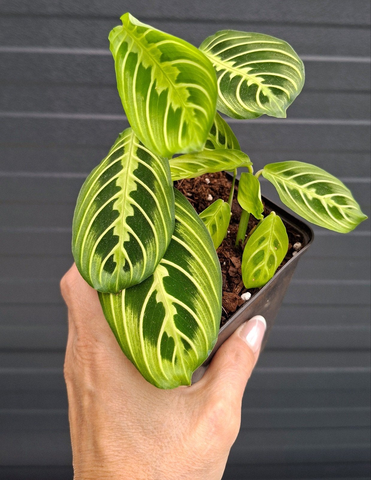 Maranta lemon lime, Ophalen, Halfschaduw, Minder dan 100 cm