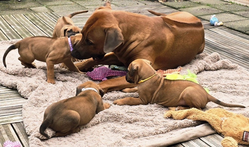 Rhodesian Ridgeback nog 1 reutje beschikbaar FCI-stamboom, Parvo, Overige rassen, 8 tot 15 weken, Meerdere
