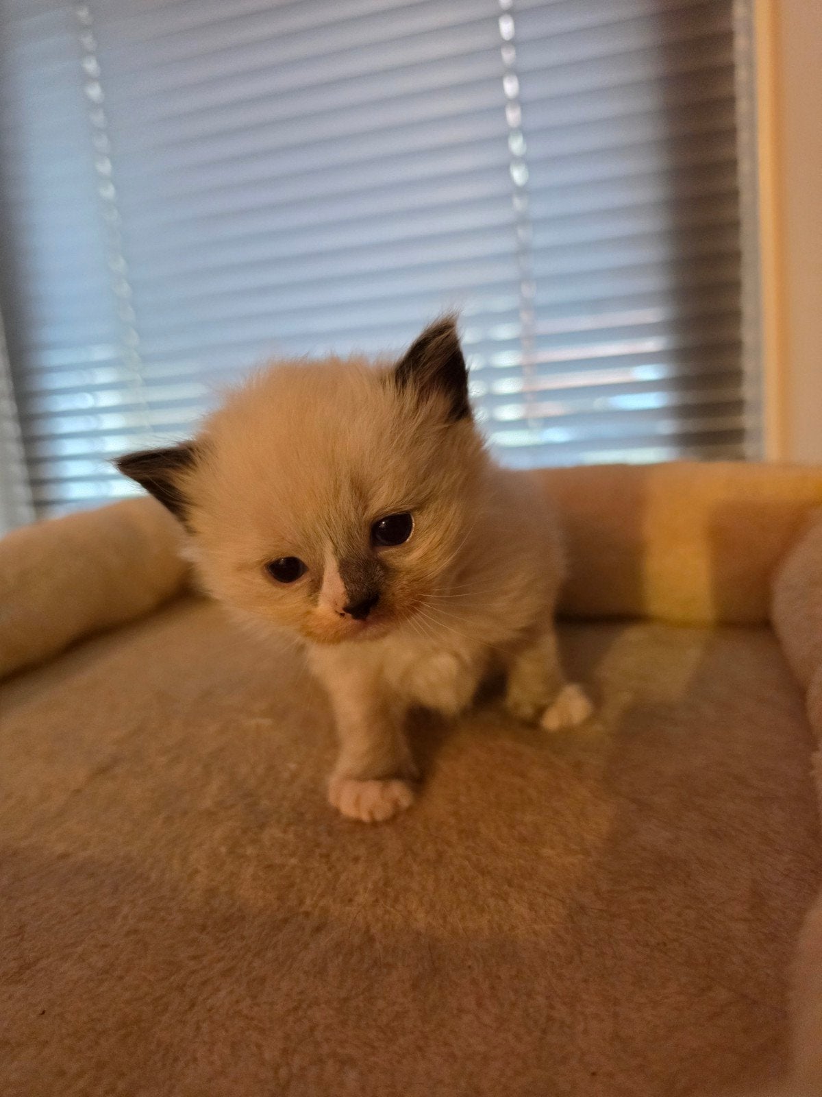 geboren! raszuivere kittens op komst Ragdoll, Dieren en Toebehoren, Meerdere dieren, Gechipt