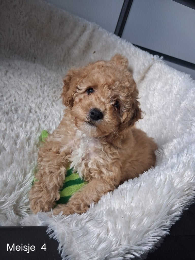 Schitterende Maltipoo pups (Malteser x Toypoedel) –F1 nestje, Dieren en Toebehoren, Overige rassen, Meerdere, Meerdere dieren