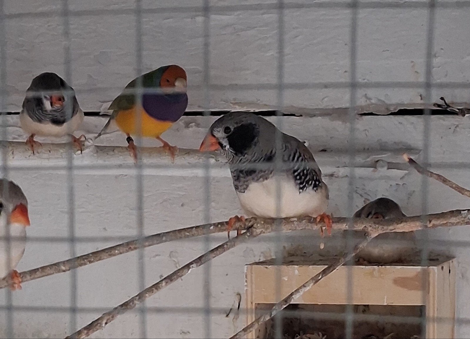 Jonge zebravinken uit buitenvoliere, Dieren en Toebehoren, Vogels | Kanaries, Mannelijk, Kleurkanarie