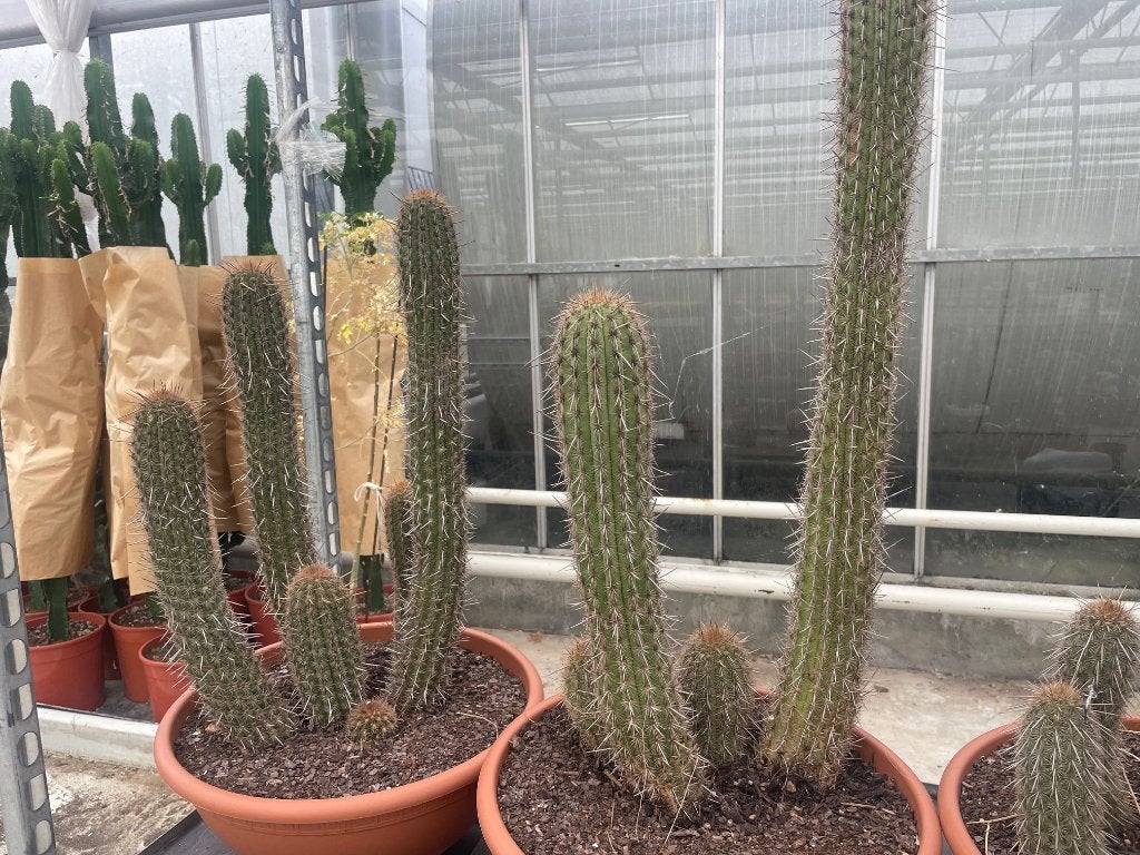 Cactus Haageocereus Acranthus potmaat 43cm, Huis en Inrichting, Kamerplanten, Ophalen of Verzenden, Minder dan 100 cm, Bloeiende kamerplant