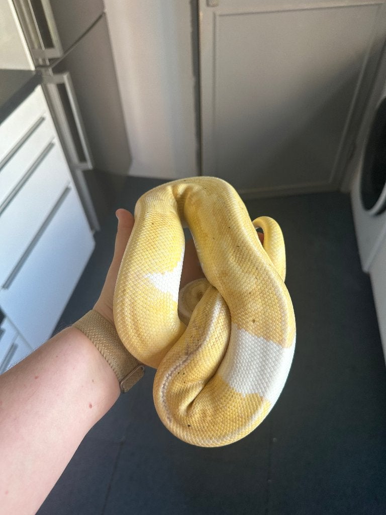 2.1 koningspythons te koop Ball Python photo 7
