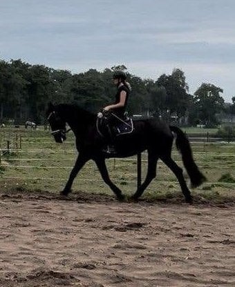 Project paard gezocht! Lees de beschrijving🩷, Dieren en Toebehoren, Stalling en Weidegang