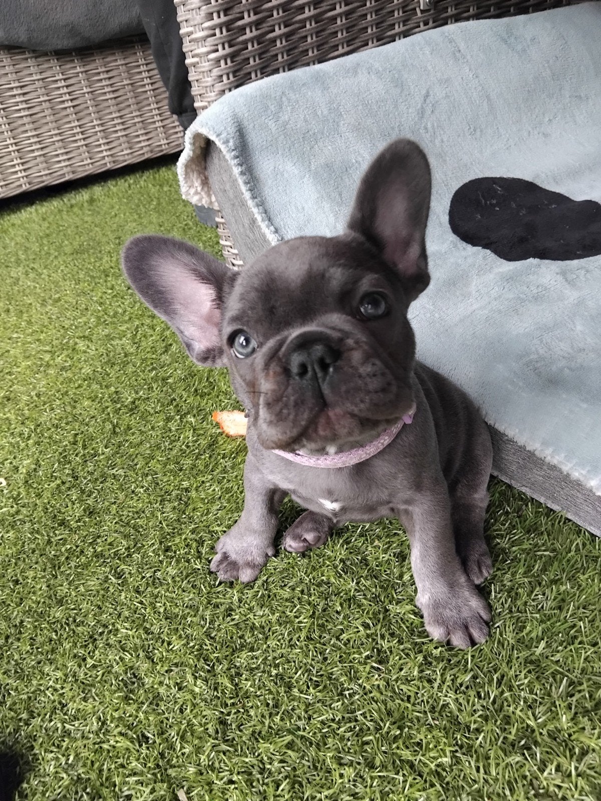 franse bulldog pups, Dieren en Toebehoren, Parvo, 8 tot 15 weken, Bulldog, Meerdere