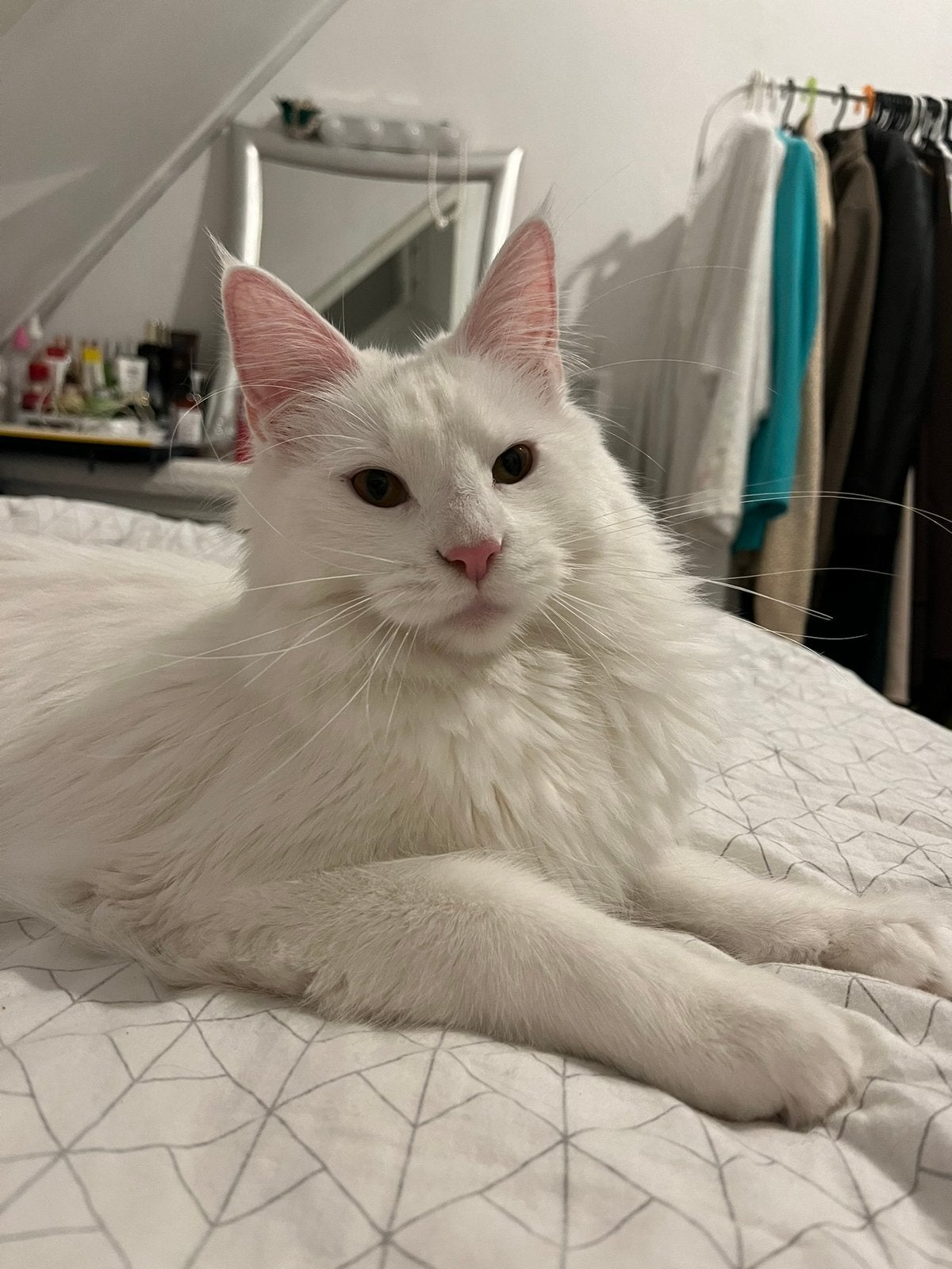 Lulu de maine coon herplaatsing, Poes, Gechipt