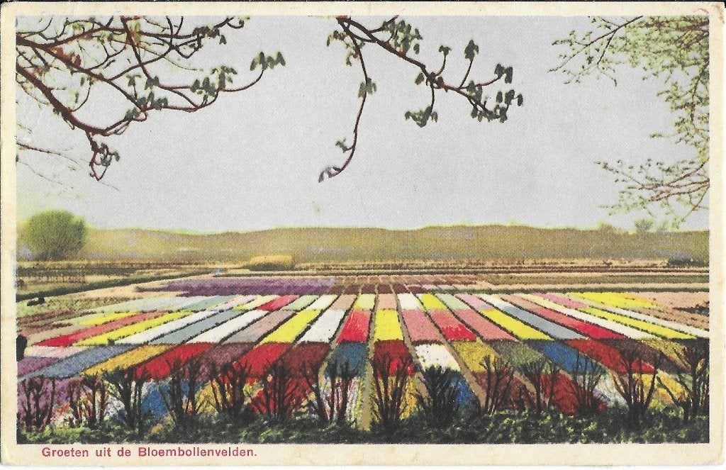 Bloembollenvelden, hyacinten, tulpen, Verzenden, 1920 tot 1940, Ongelopen, Zuid-Holland