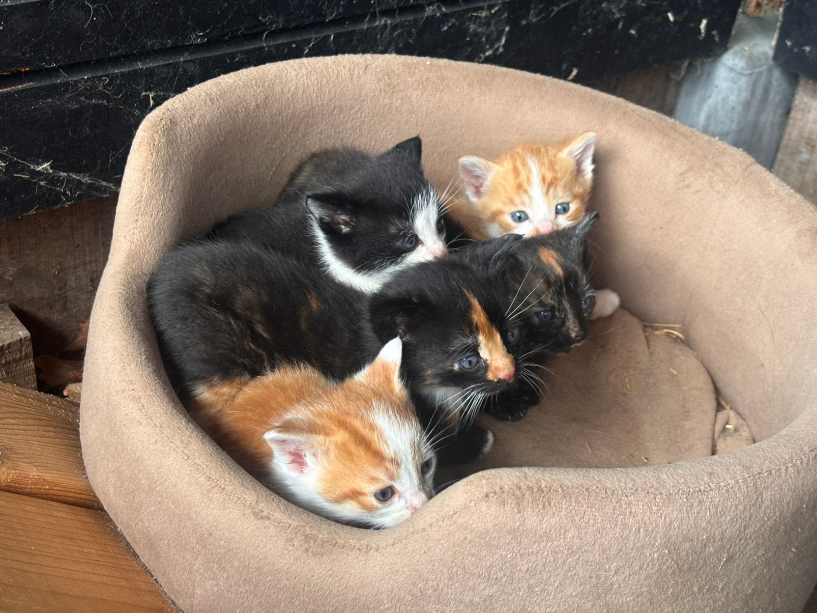 Leuke kittens te koop