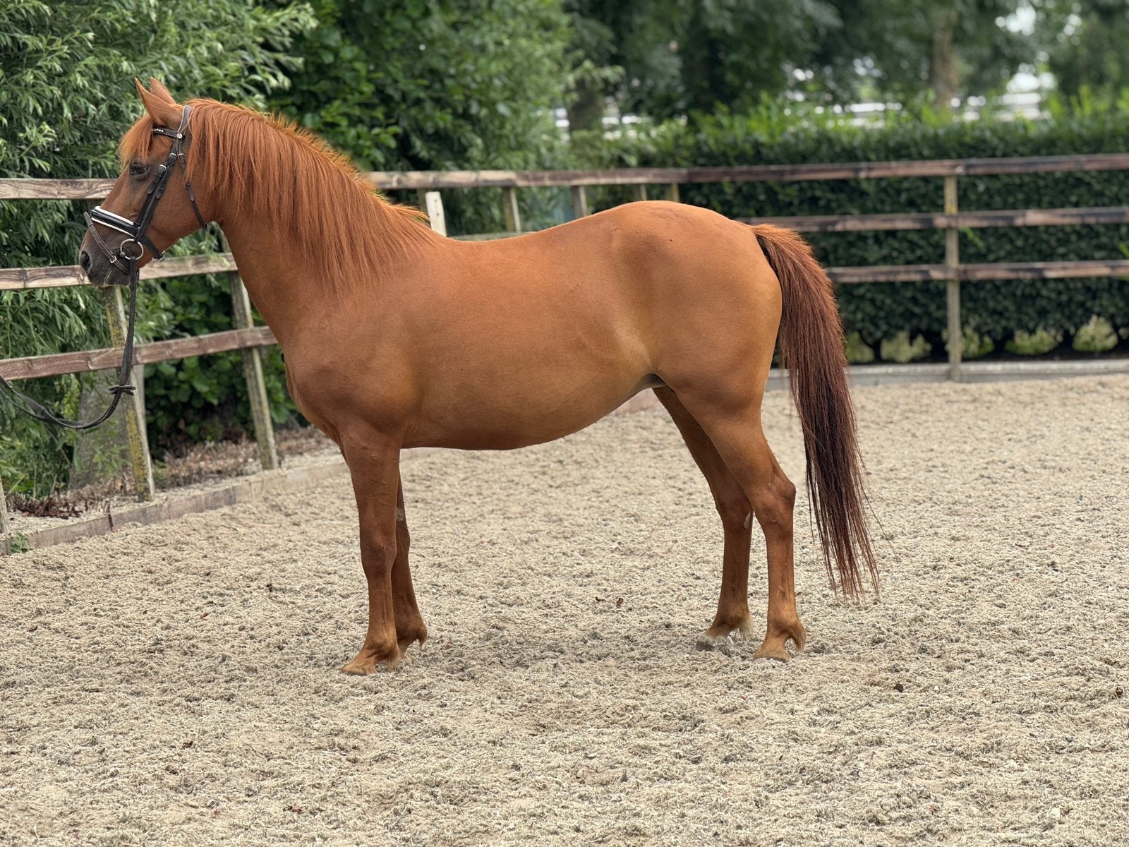 Super brave en zeer fijn te rijden new forest merrie, Dieren en Toebehoren, Merrie, Springpony, 11 jaar of ouder, D pony (1.37m tot 1.48m)