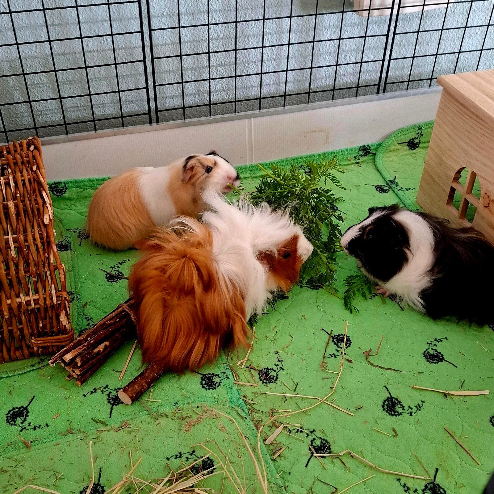 3 cavia zeugjes, 6 maanden oud, Dieren en Toebehoren, Maart, Vrouwelijk, Cavia