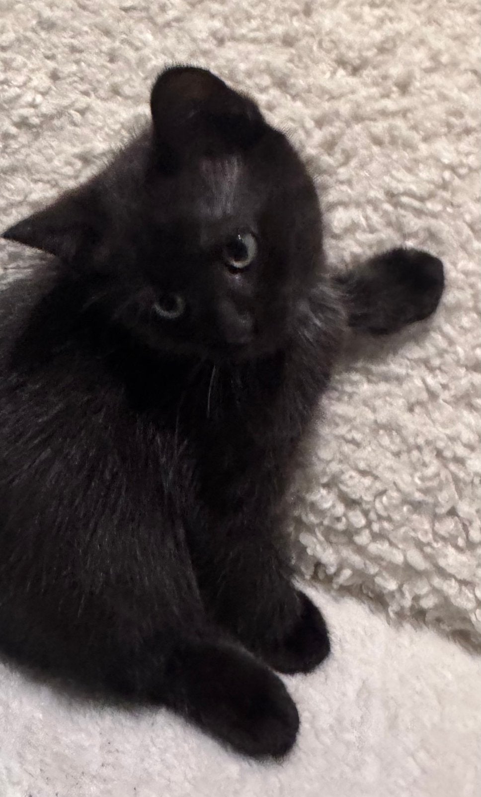 Kitten  2x‍🐈‍⬛  2x 🐯 Babycat, Dieren en Toebehoren, Katten en Kittens | Raskatten | Korthaar, Meerdere dieren, Ontwormd