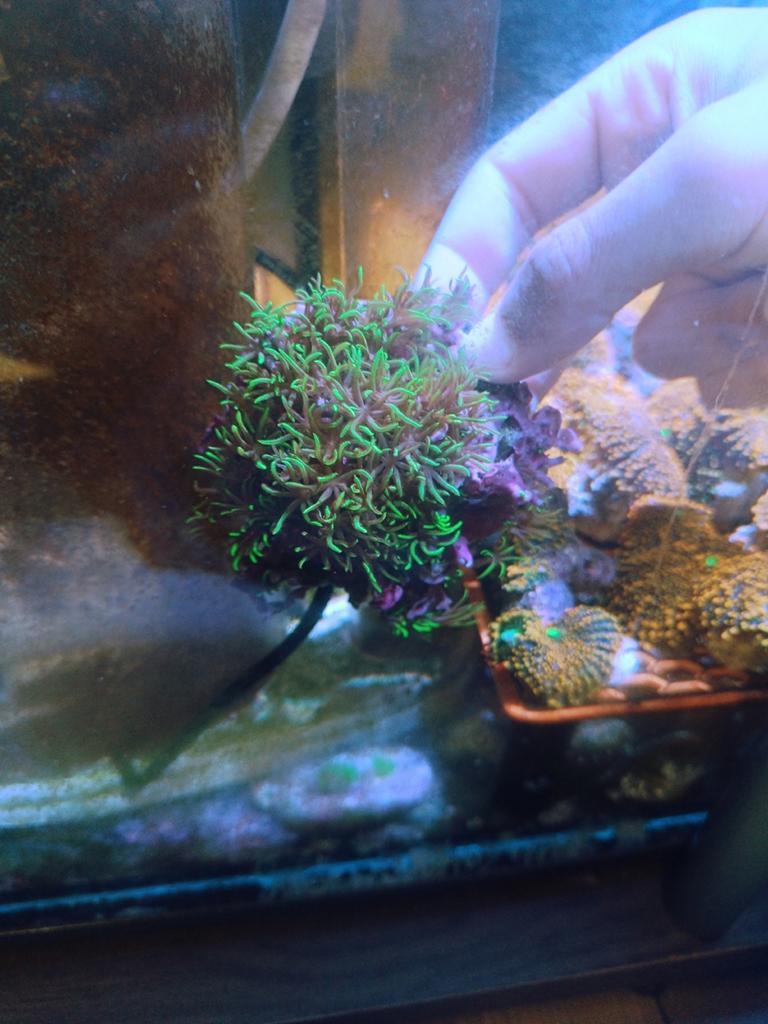 Sterpoliep stekken, Dieren en Toebehoren, Vissen | Aquariumvissen, Overige typen