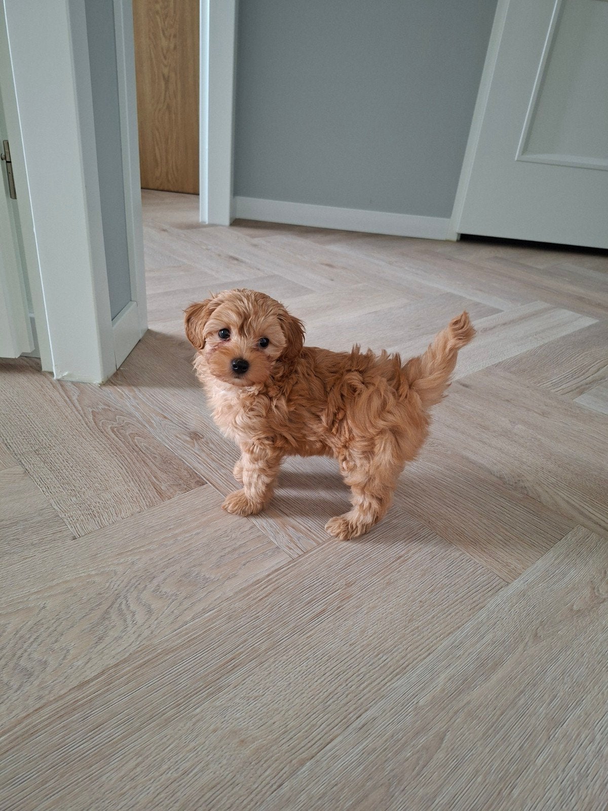 Super cute and healthy Maltipoo puppy, Poedel, Reu, Eén hond, Nederland