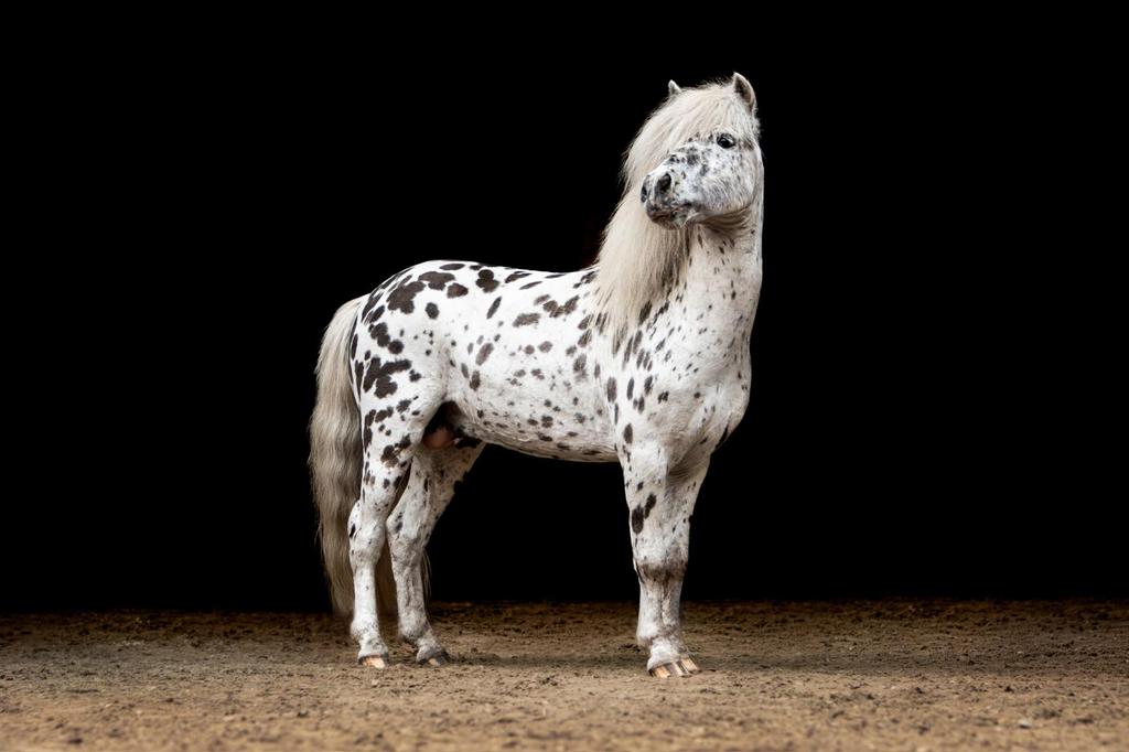 Dekhengst appaloosa te huur, Hengst