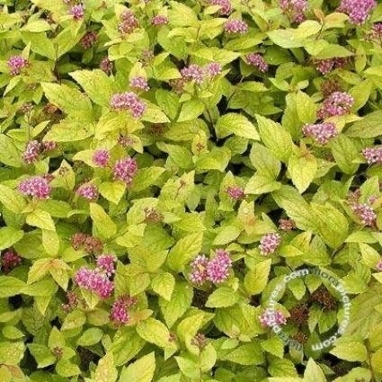 Spiraea japonica 'Anthony Waterer', Volle zon, Vaste plant, Zomer, Ophalen