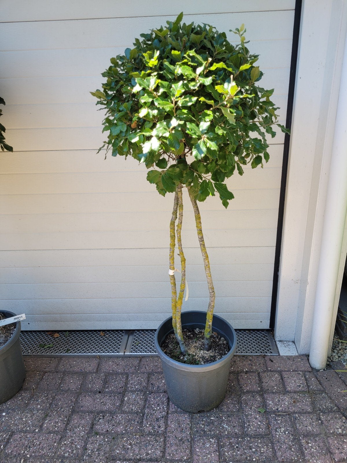 Quercus Ilex (Steeneik) Meerstammig - 160 cm, Ophalen, Siergrassen, Halfschaduw