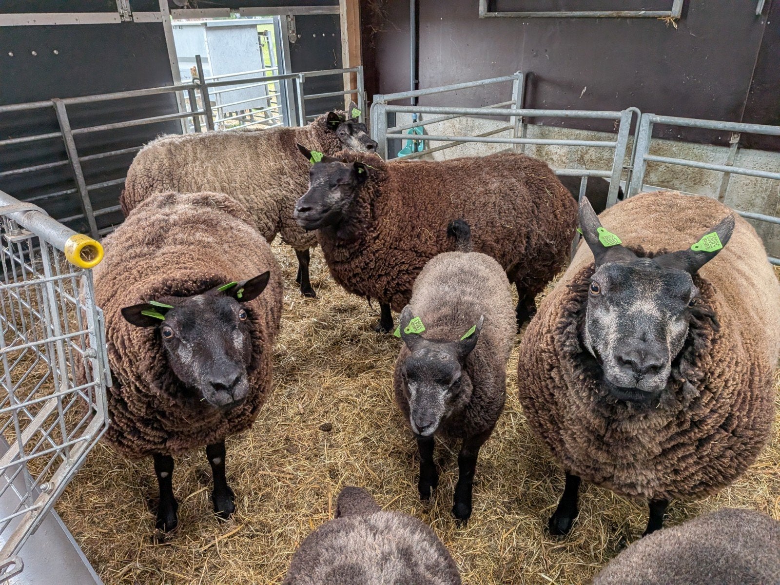 Stamboek waardige Blauwe Texelaars fok ooien, Dieren en Toebehoren, Schapen, Geiten en Varkens, Vrouwelijk, Schaap