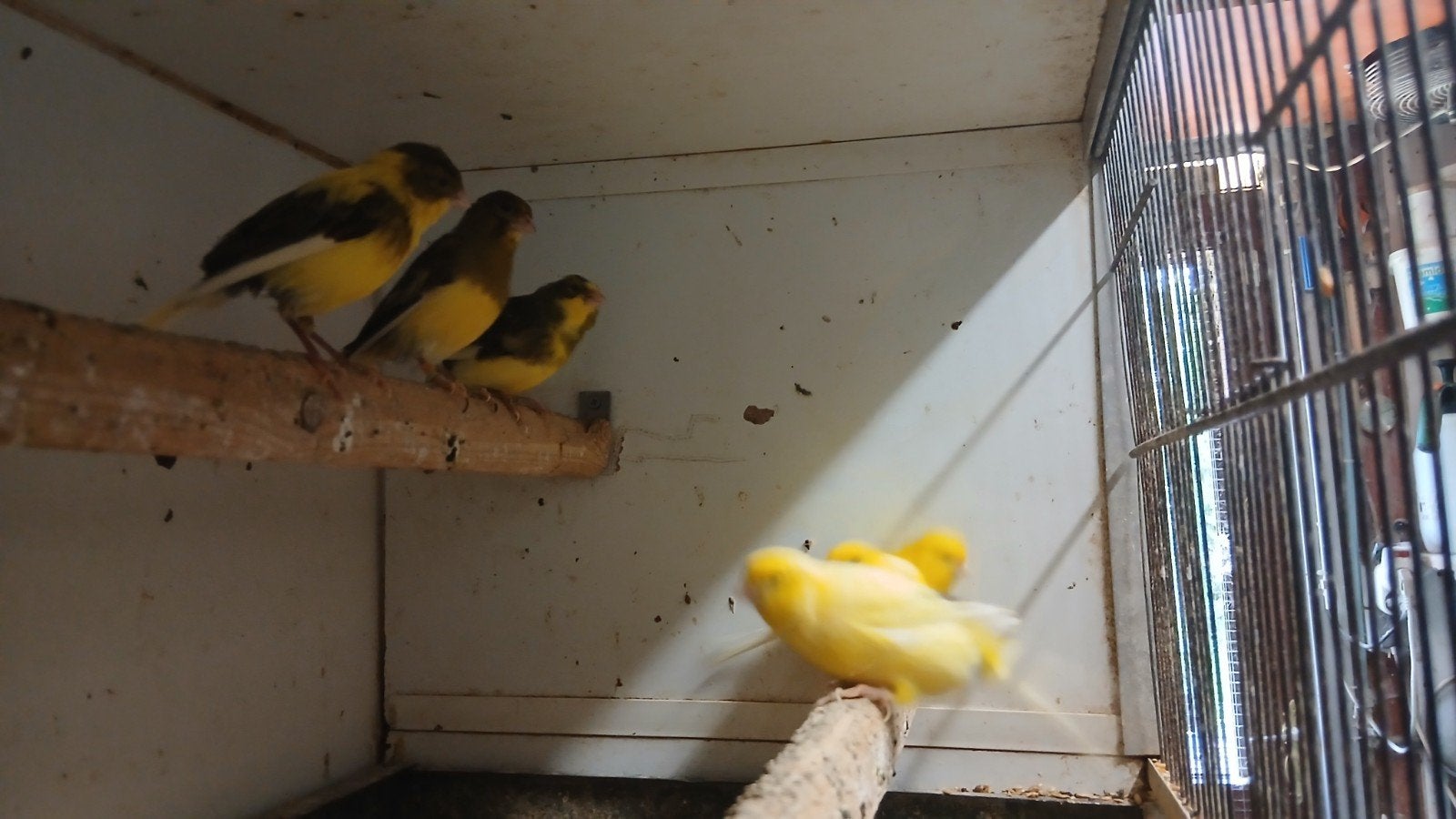 Kanaries  mannen, Dieren en Toebehoren, Vogels | Kanaries, Mannelijk, Kleurkanarie