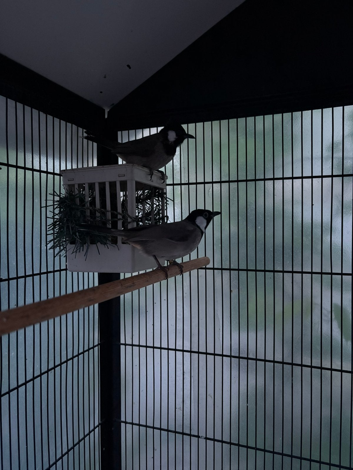 Irakese buulbuul, Dieren en Toebehoren, Vogels | Overige Vogels, Meerdere dieren, Geringd