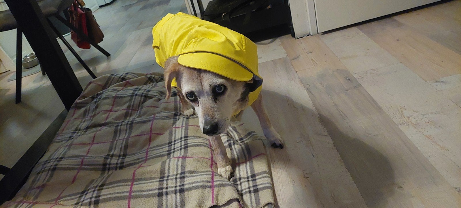 honden regenjas. nieuw, Ophalen, Nieuw