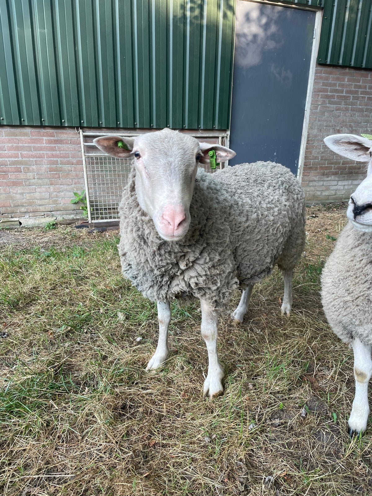 Luxe stamboek flevolander ram, Mannelijk, Schaap