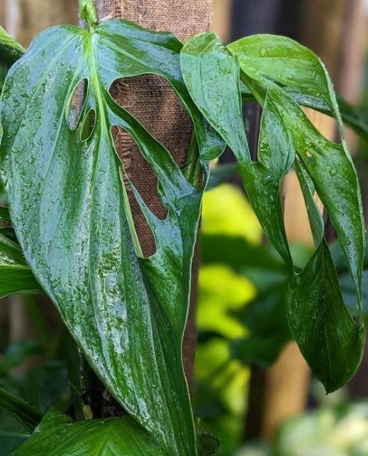 Monstera Obliqua Xanthosphata zeldzaam stekjes, Ophalen of Verzenden, Halfschaduw, Minder dan 100 cm