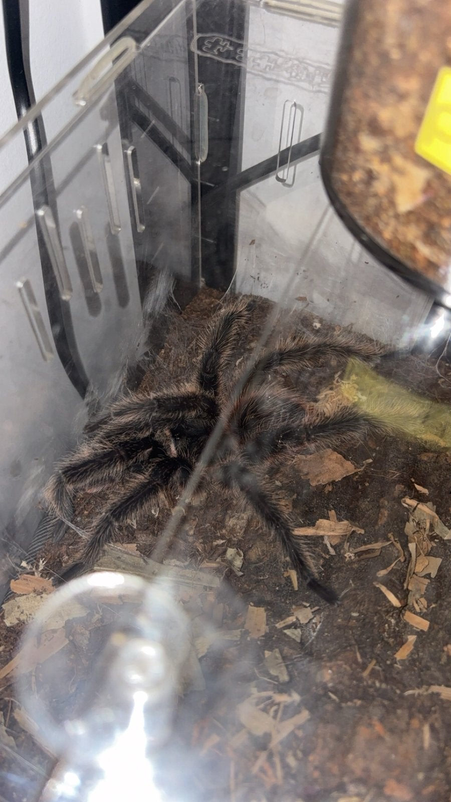 Lasiodora Parahybana Man Aangeboden Voor Paring, Dieren en Toebehoren, Insecten en Spinnen, Bijen