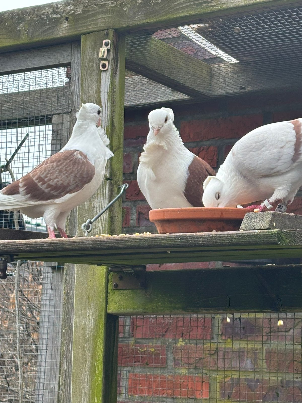 Boerenmeeuw, doffer en duivin, Meerdere dieren, Kropper