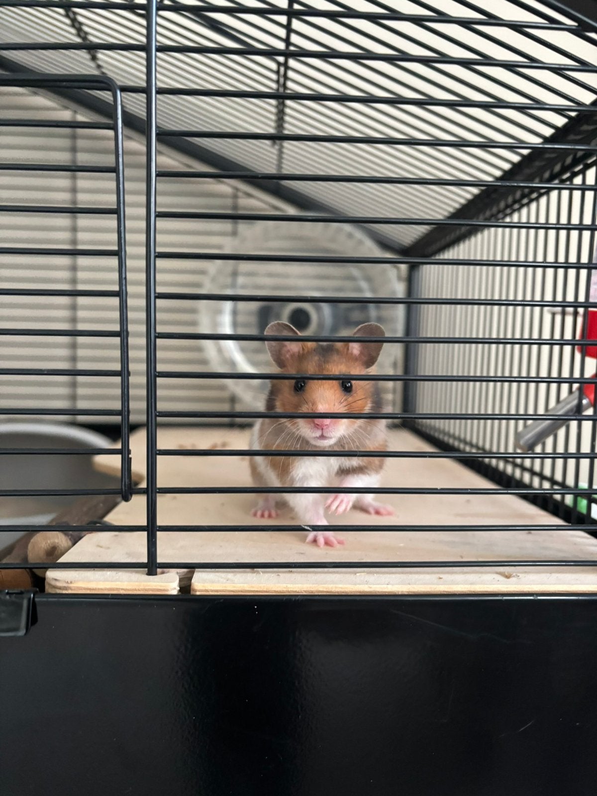 Goudhamster, 2 maandjes oud., Dieren en Toebehoren, Juni, Vrouwelijk, Hamster
