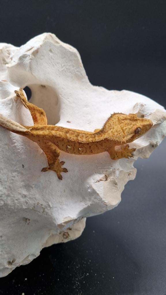 Wimpergekko crested gecko 1.0 Crested Gecko - male for sale from Jumpcrestidgecko