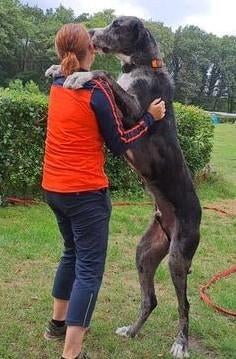 Dekreu (Duitse dog x Ierse wolfshond) aangeboden voor DD, Dieren en Toebehoren, Honden | Dekreuen, Reu, Parvo, Eén hond, 3 tot 5 jaar