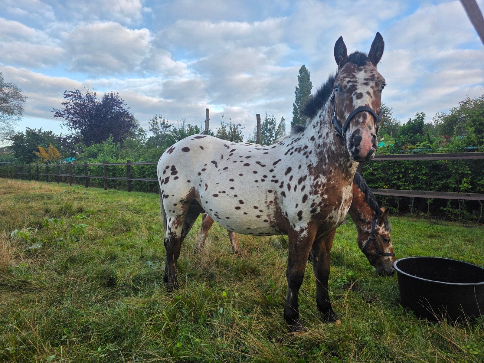 apart span appaloosa s, Hengst