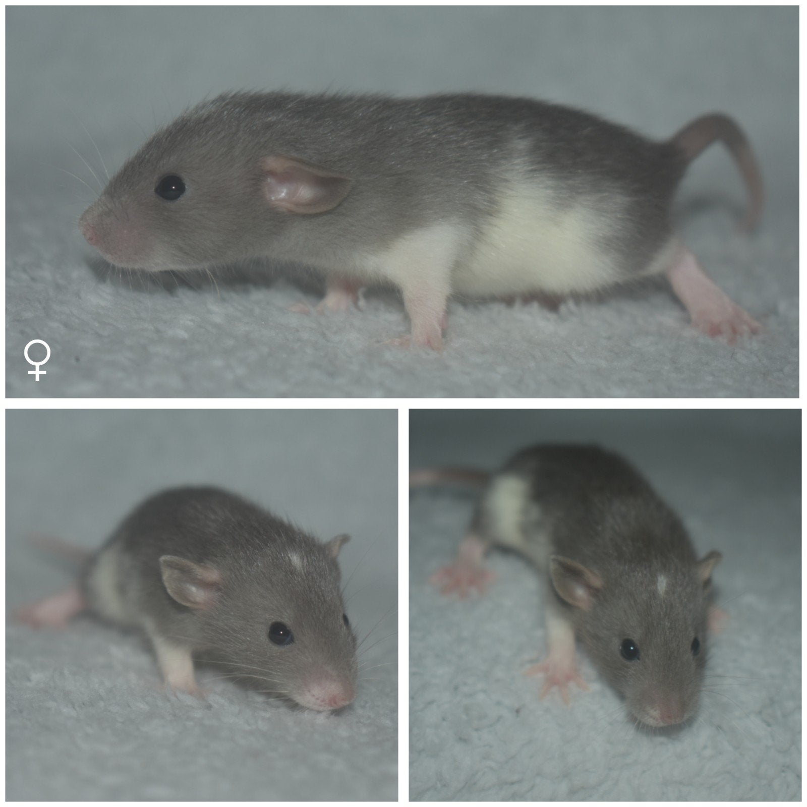 Ratjes,ratten,rittens, meisjes, Rat, April, Vrouwelijk, Tam