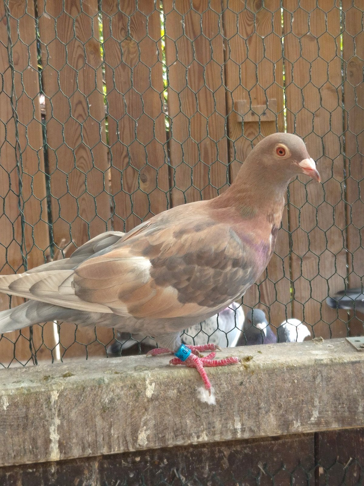 Kleurpostduif kleurpostduiven, Dieren en Toebehoren, Vogels | Duiven, Mannelijk, Postduif