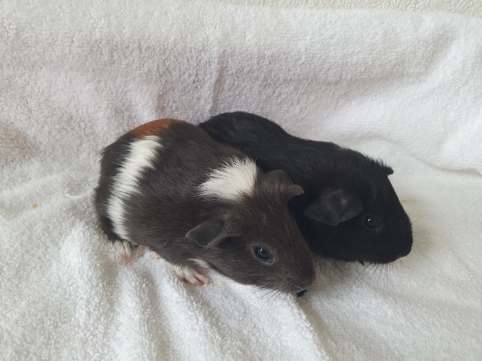 cavia broertjes rond de 5 weekjes jong, Dieren en Toebehoren, Knaagdieren, Cavia, Mannelijk, Juli, Tam