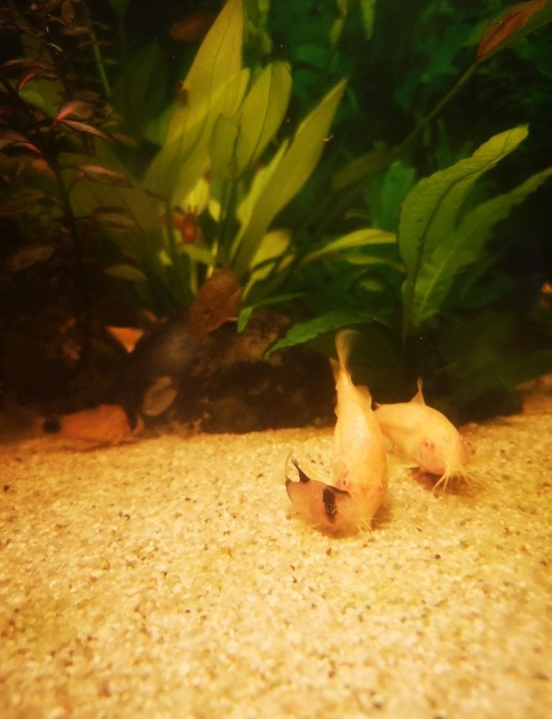 Corydoras, Vis, Zoetwatervis, Schoolvis