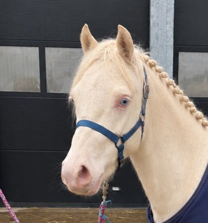 Super lieve cremello welsh pony met papier, Dieren en Toebehoren, Merrie, B pony (1.17m tot 1.27m), 3 tot 6 jaar