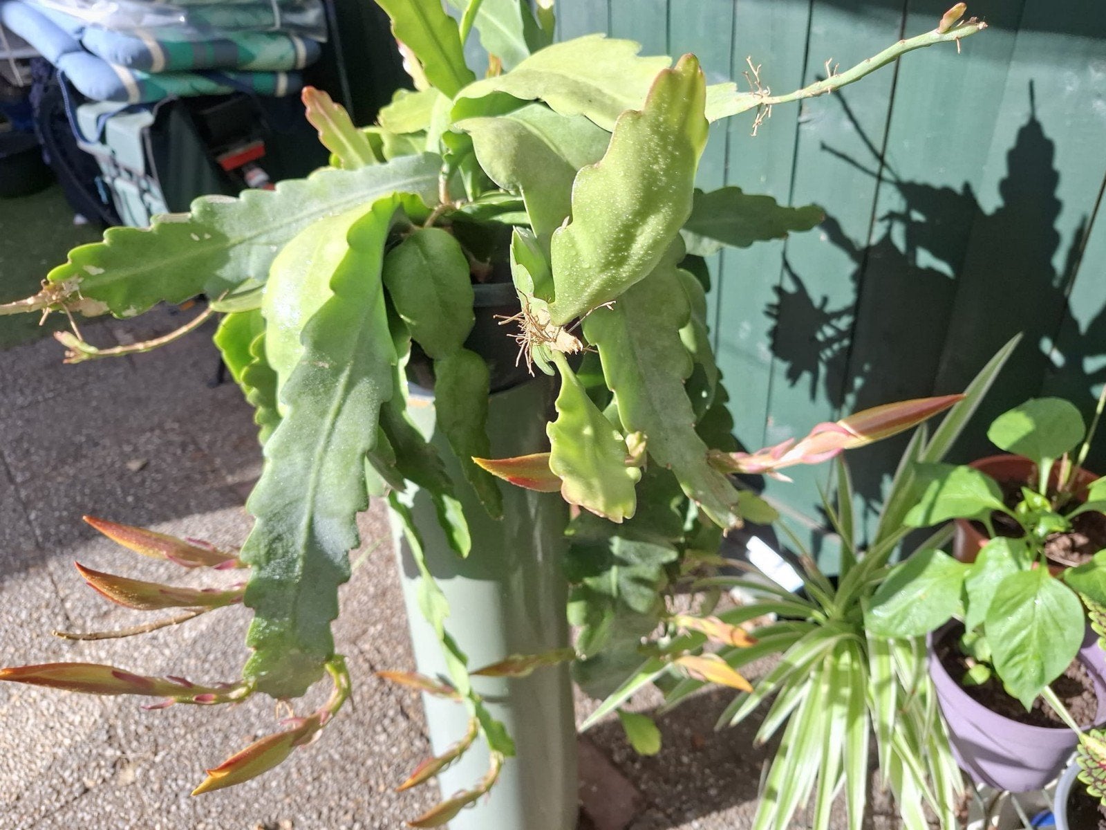 Prachtige grote Epiphyllum / Orchideeën Cactus, Ophalen, Volle zon, 100 tot 150 cm