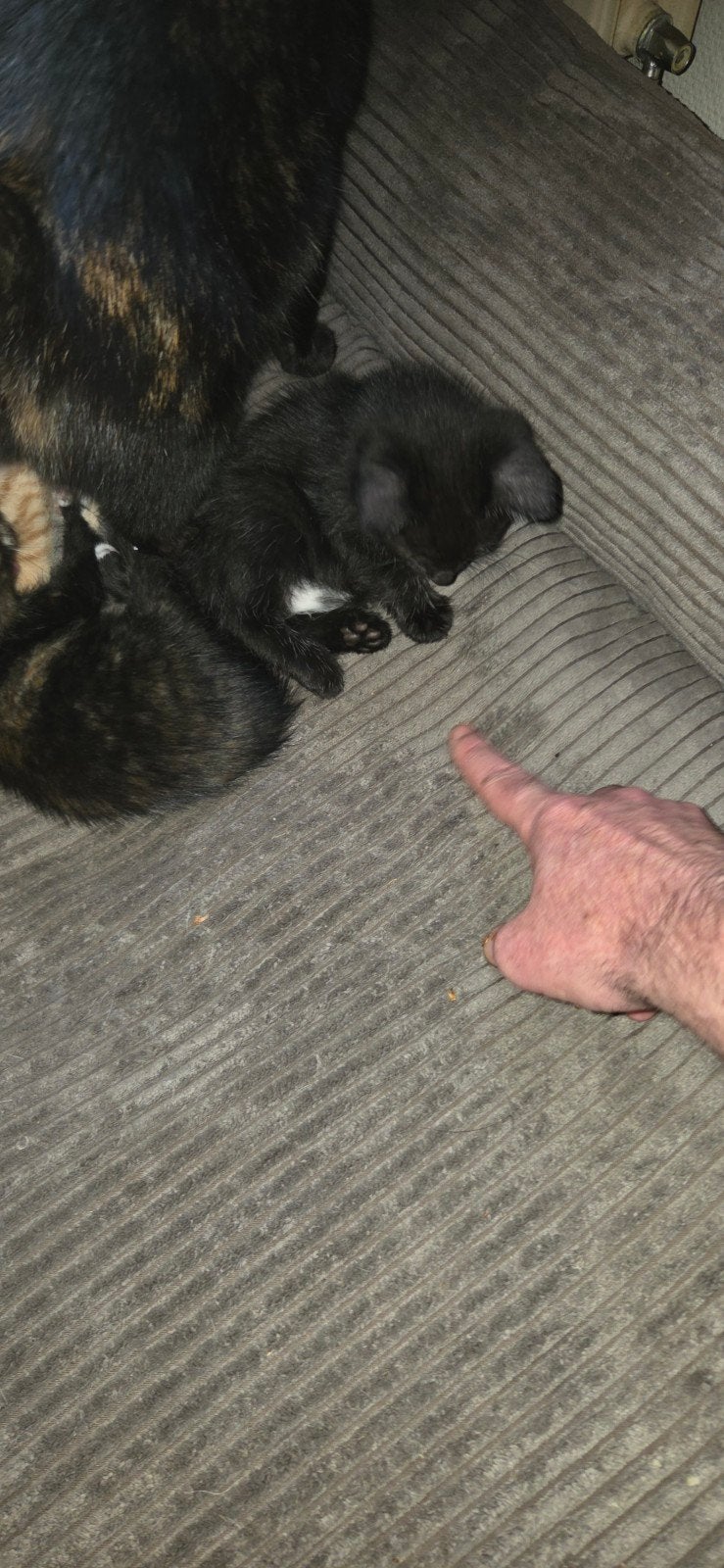 lieve aanhankelijke speelse kittens., Dieren en Toebehoren, Meerdere dieren, Kortharig, 0 tot 2 jaar