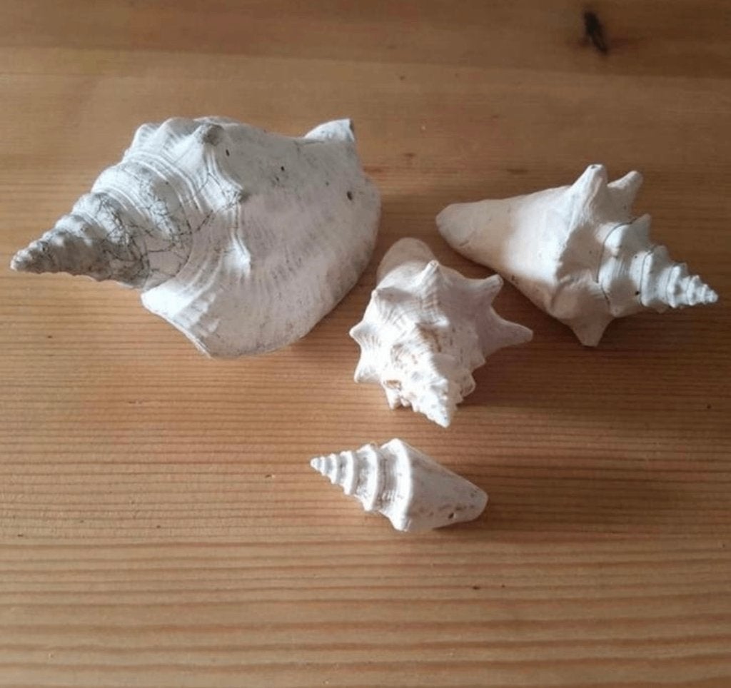 4 mooie schelpjes, Ophalen of Verzenden, Zo goed als nieuw, Paard, Opgezet dier
