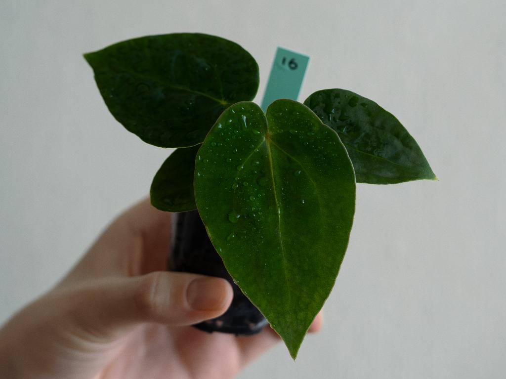 Anthurium Michelle x Papillilaminum zaailing #16, Overige soorten, Minder dan 100 cm, Groene kamerplant, Halfschaduw