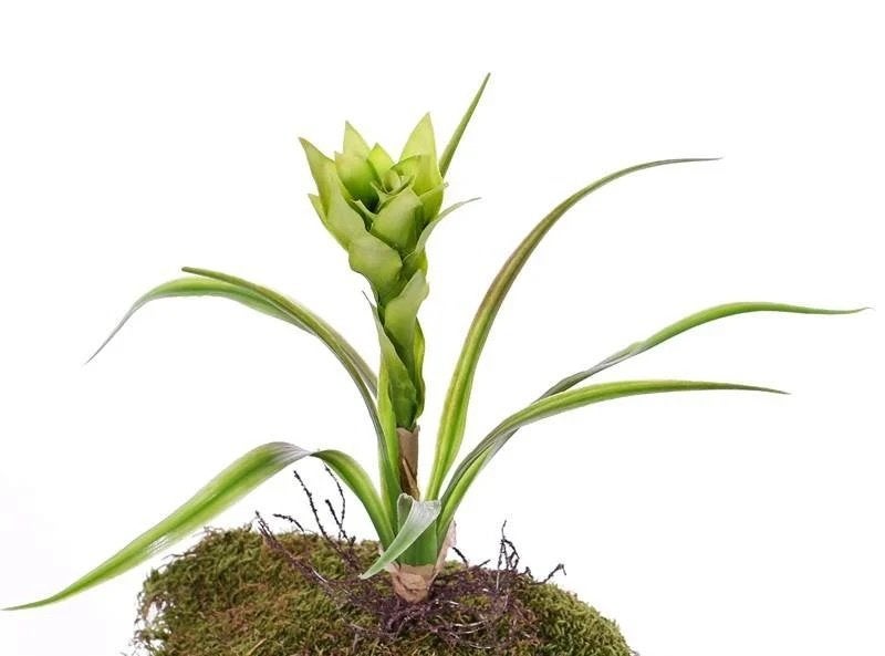 PRACHTIGE KUNST GUZMANIA - WIT GROENIG - DONKER ROOD, Huis en Inrichting, Ophalen of Verzenden, Nieuw