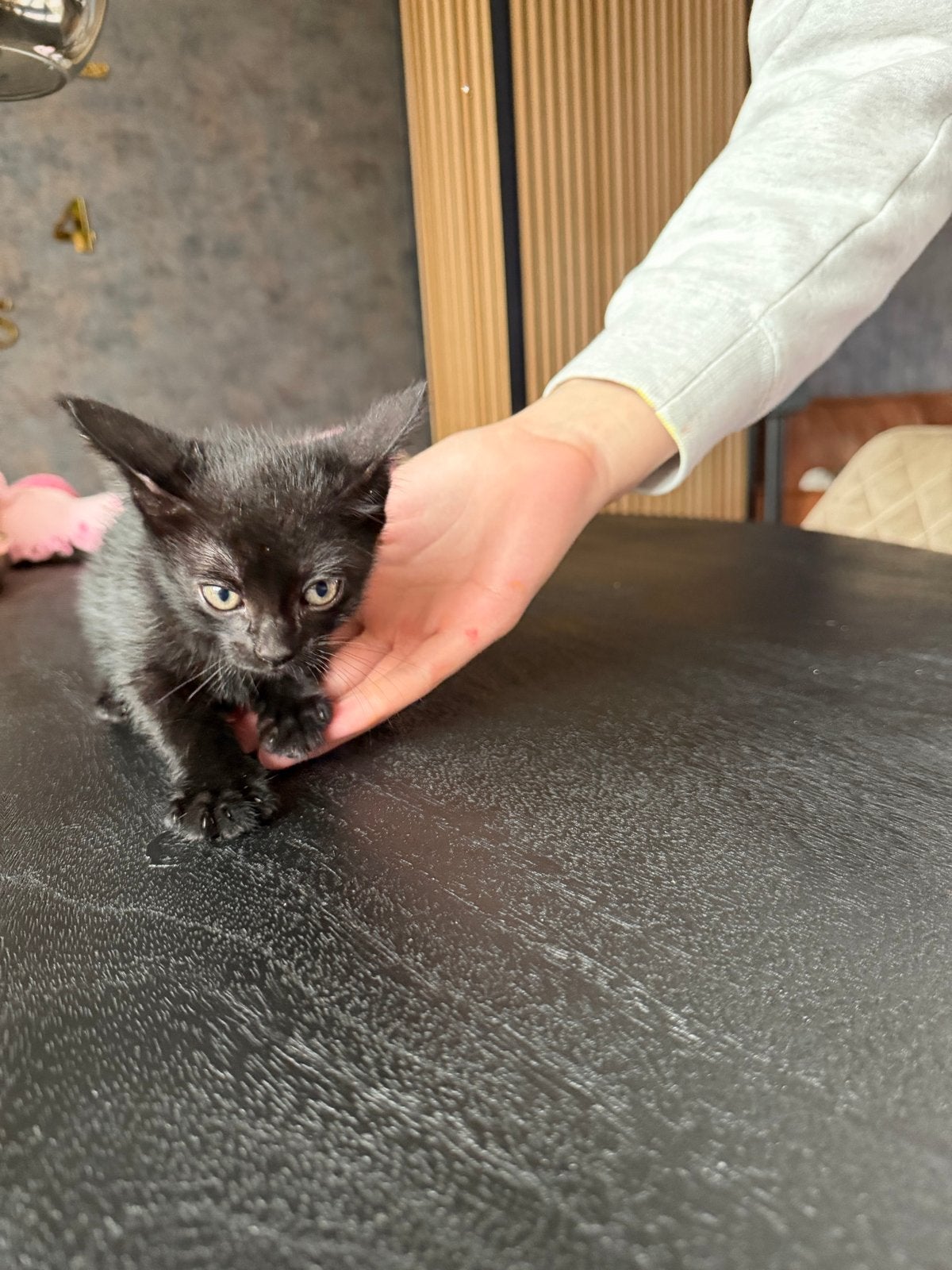 4 mooie kittens die begin oktober weg mogen, Dieren en Toebehoren, Meerdere dieren, Kortharig, 0 tot 2 jaar