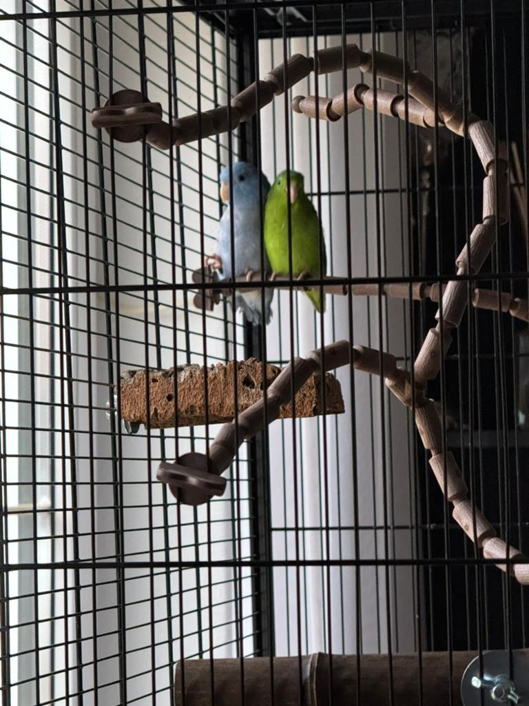 Te koop forpussen, Dieren en Toebehoren, Vogels | Parkieten en Papegaaien, Meerdere dieren, Parkiet
