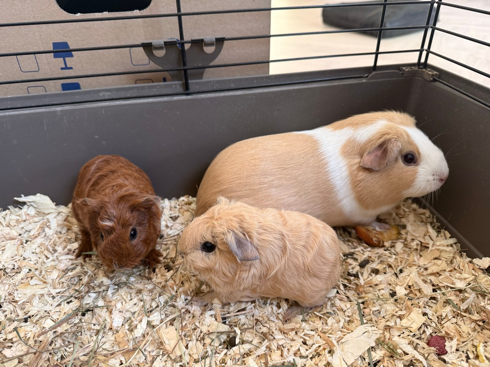 2 cavia broertjes, Juni, Mannelijk, Cavia