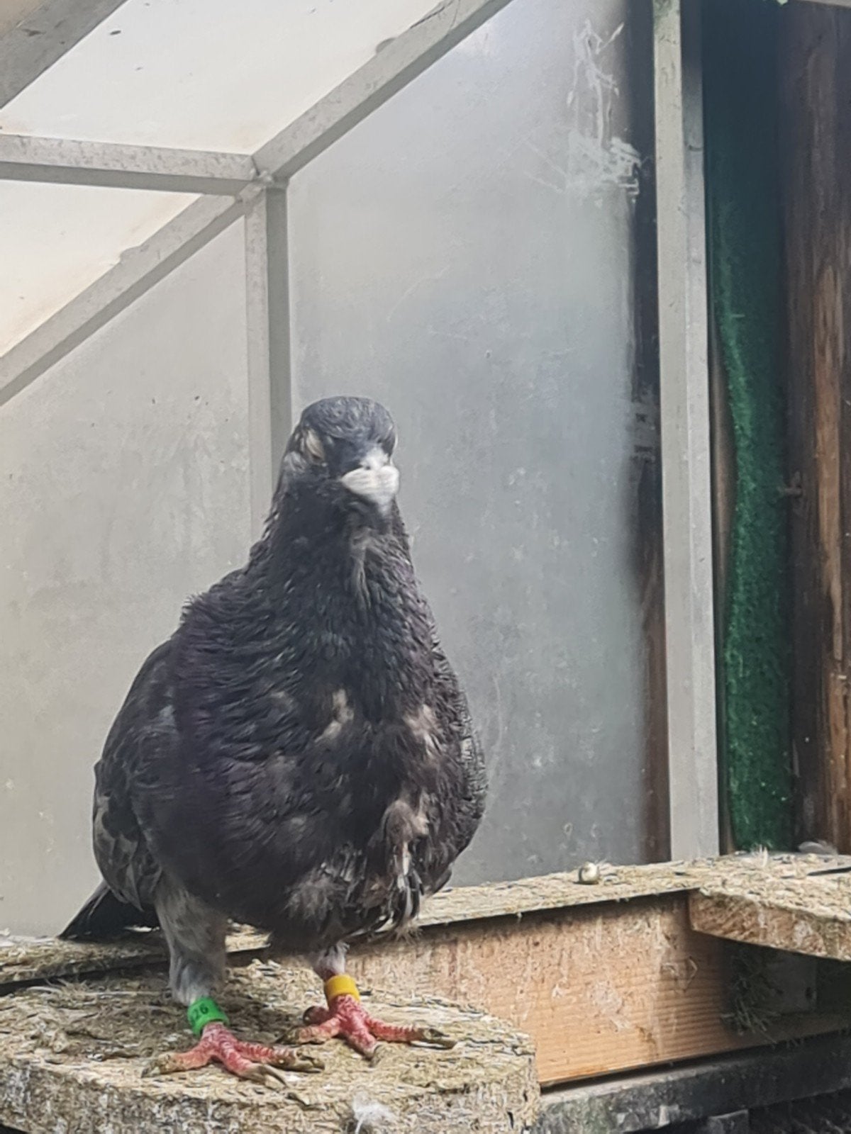 mooie actief doffer l, Dieren en Toebehoren, Vogels | Duiven